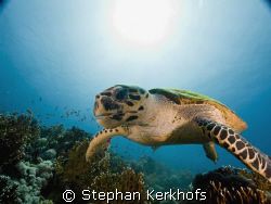 hawksbill turtle (eretmochelys imbricata) taken in Tiran. by Stephan Kerkhofs 